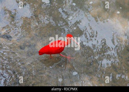 Scarlet Ibis exotischen Vogel Stockfoto
