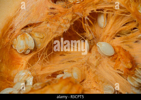 Sonderbar interne Struktur von Kürbis, Cucurbita pepo, Anzeigen fibrille Ranken und fleischige Innere Struktur um Samen, Pepita Stockfoto