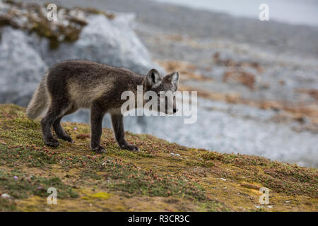 Norwegen, Svalbard, Spitzbergen. Hornsund, Gnalodden, der Polarfuchs (Vulpes lagapus) mit Sommer Mantel. Stockfoto