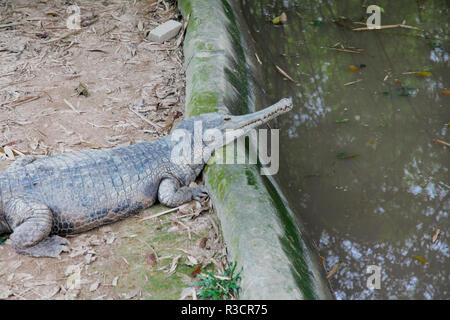 Malaiische Gharial Krokodil Stockfoto