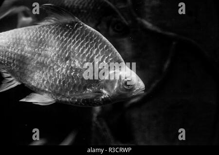 Unterwasser schwarze und weiße Fische mit Schuppen Stockfoto