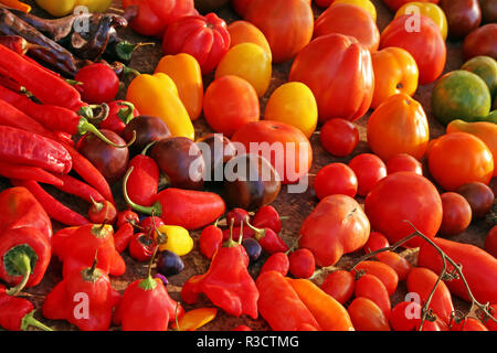 Vielfalt an Farben und Formen der Tomate Stockfoto