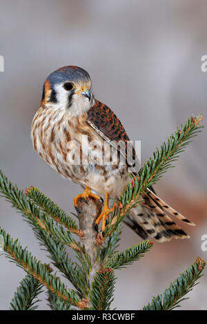 Weibliche amerikanische Kestrel, Falco sparverius, Kentucky Stockfoto