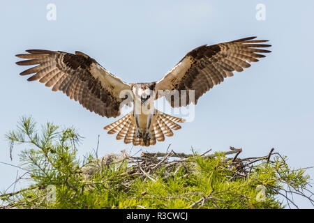 USA, Louisiana, Atchafalaya National Heritage Area. Osprey Landung auf dem Nest. Stockfoto