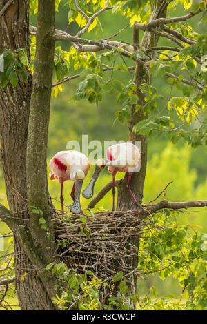 USA, Louisiana, Jefferson Insel. Roseate Löffelreiher und Nest. Stockfoto