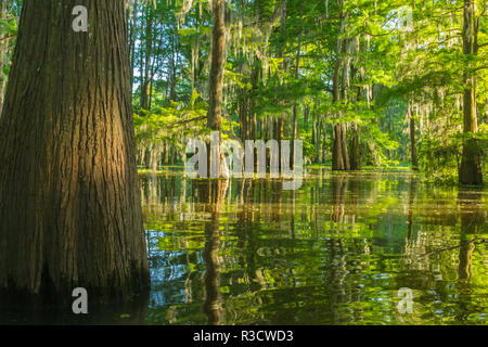 USA, Louisiana, Atchafalaya National Heritage Area. Tupelo Bäume im Sumpf. Stockfoto