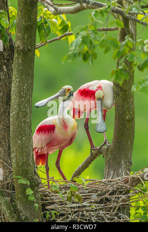 USA, Louisiana, Jefferson Insel. Roseate Löffelreiher und Nest. Stockfoto