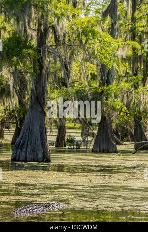 USA, Louisiana, Atchafalaya National Heritage Area. Krokodil in See Martin. Stockfoto