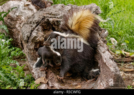 Baby Skunks und erwachsene Frau Mutter, Mephitidae, Minnesota Stockfoto