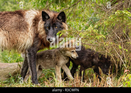 Nach grauer Wolf mit Welpen wringen, Canis lupus lycaon Stockfoto