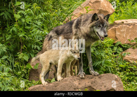 USA, Minnesota, Minnesota Wild Verbindung. Captive gray Wolf für Erwachsene und Welpen. Stockfoto