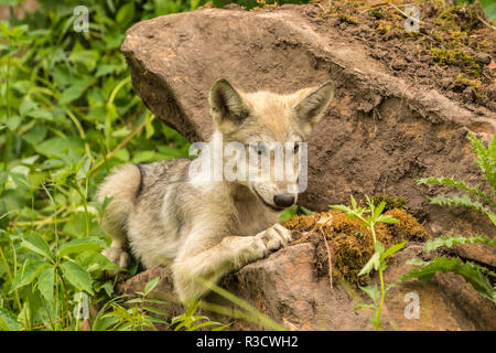 USA, Minnesota, Minnesota Wild Verbindung. Captive gray Wolf Pup. Stockfoto