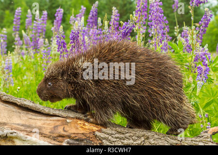 USA, Minnesota, Minnesota Wild Verbindung. Captive nach Porcupine anmelden. Stockfoto