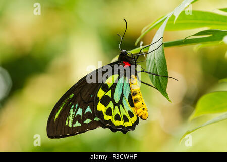 Grüne Birdwing Butterfly, Ornithoptera tithonus, Missouri Botanical Gardens, Missouri Stockfoto