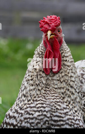 New York. Schwarze und weiße Hahn. Stockfoto