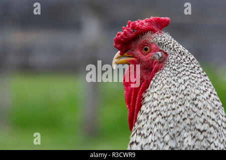 New York. Schwarze und weiße Hahn. Stockfoto