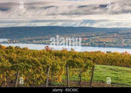 USA, New York, Finger Lakes Region, Hammondsport, Keuka Lake Weinberg, Herbst Stockfoto
