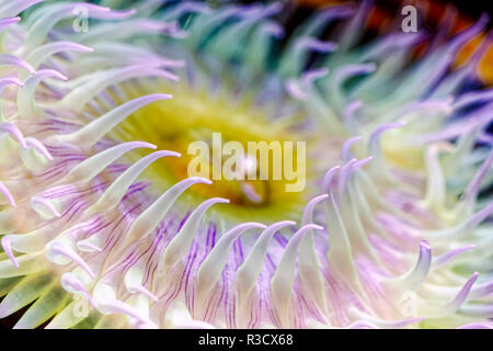 Anemone Tentakeln, Oregon Coast Aquarium, Newport, Oregon Stockfoto