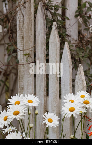 Daisy Blumen und Zaun, Cannon Beach, Oregon Stockfoto