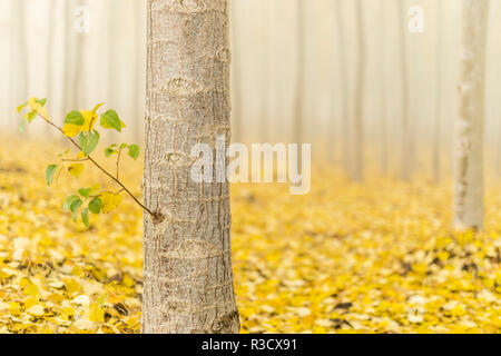 USA, Oregon, Morrow County. Pappeln an der Boardman Tree Farm. Stockfoto