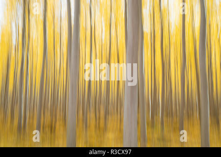 USA, Oregon, Morrow County. Pappeln an der Boardman Tree Farm. Stockfoto