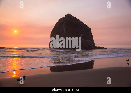 Cannon Beach, Oregon. Zwei Möwen auf dem nassen Strand sonnen Sonnenuntergang an der Heuhaufen Berge, Stockfoto