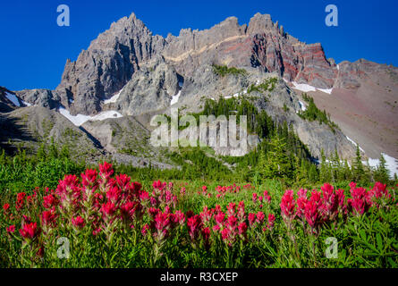 Canyon Creek Meadow, Deschutes National Forest, Oregon, USA. Three-Fingered Jack und Indian Paintbrush. Stockfoto