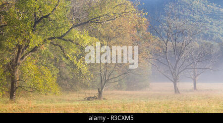 USA, Tennessee, Great Smoky Mountains National Park. Panoramablick auf nebligen Morgen in Cades Cove Stockfoto