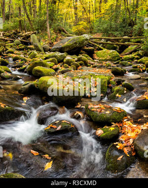 USA, Tennessee. Gatlinburg. Great Smoky Mountains National Park, fließenden Bach entlang der Roaring Fork Motor Nature Trail Stockfoto