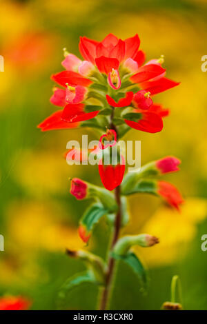 Red Texas Pinsel, Texas Hill Country, in der Nähe von Marble Falls, Texas, Castilleja indivisa Stockfoto