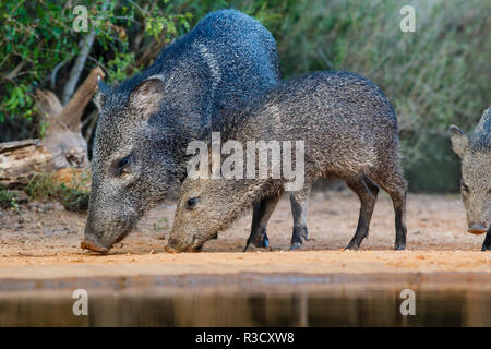 Collared peccary und junge gehen für ein Getränk Stockfoto