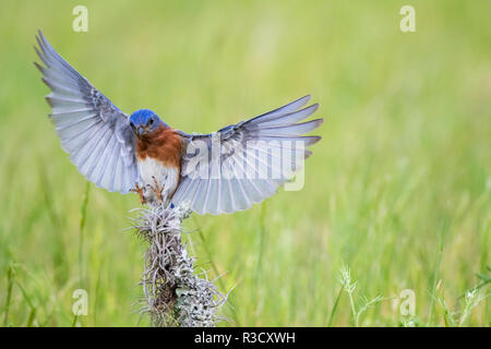 Eastern Bluebird (Sialia sialis) erwachsenen männlichen Stockfoto