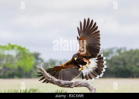 Harris Hawk (Parabuteo unicinctus) Landung Stockfoto