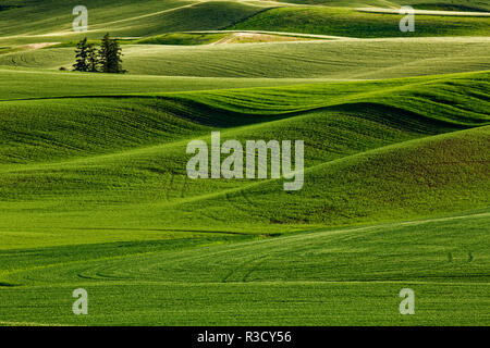 Lone Pine Bäume inmitten der sanft geschwungenen Hügel von Weizen, Palouse Region Eastern Washington State. Stockfoto