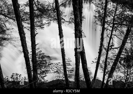 USA, WA, Skamania County, untere Lewis River fällt in BW, hinter den Pine Tree trunks. Stockfoto