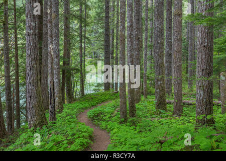 USA, WA, Gifford Pinchot National Forest. Trail und den Wald. Stockfoto