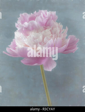 USA, WA, seabeck. Rosa pfingstrose Blüte Detail. Stockfoto