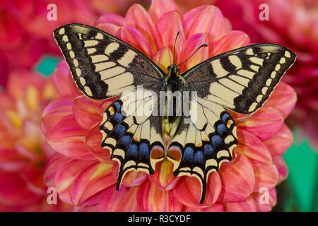 Alte Welt Schwalbenschwanz Schmetterling, Pieris Rapae ruht auf farbenfrohen Dahlien Stockfoto