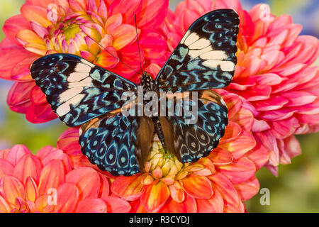 Hamadryas arinome Schmetterling auf Blüte Dahlie Stockfoto