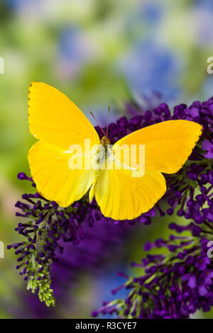 Gelber Schwefel Schmetterling, Phoebis argante auf lila Flieder. Stockfoto