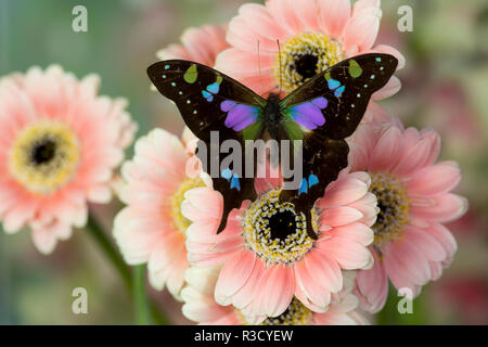 Schmetterling Schmetterling weiski, die violett-spotted Schwalbenschwanz auf rosa Gerber daisies Stockfoto