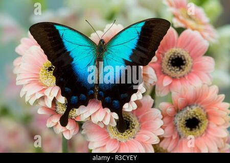 Tropische Schwalbenschwanz Schmetterling, Papilio Pericles auf rosa Blüte snapdragons Stockfoto