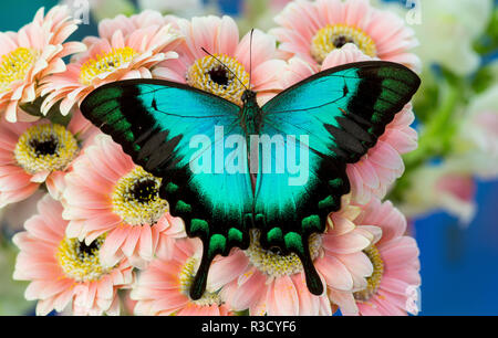 Tropische Schwalbenschwanz Schmetterling, Papilio larquinianus auf rosa Gerber Daisies Stockfoto