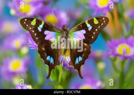 Schmetterling Schmetterling weiski, die violett-spotted Schwalbenschwanz auf Astern Stockfoto