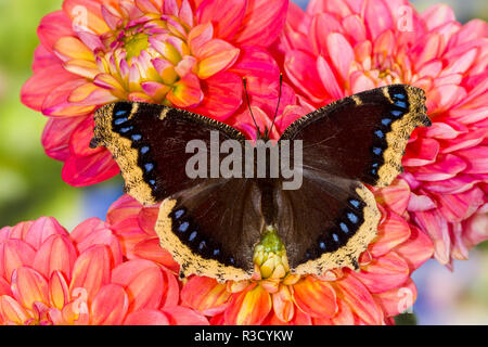 North American Schmetterling Trauer Mantel auf Dahlia Blumen. Stockfoto