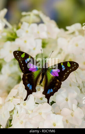 Pachliopta weiski, lila Gefleckte Schwalbenschwanz ruht auf weißer Phlox Stockfoto