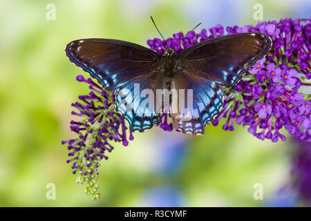 Red-spotted purple Butterfly, Limenitis arthemis ruht auf lila Flieder Stockfoto