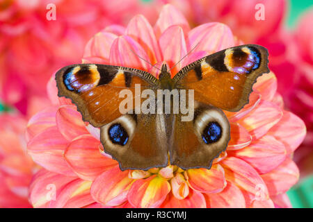 Tagpfauenauge, Inachis io ruht auf farbenfrohen Dahlien Blumen Stockfoto