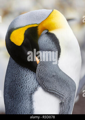 Königspinguin (Aptenodytes patagonicus) auf den Falkland-inseln im Südatlantik. Stockfoto