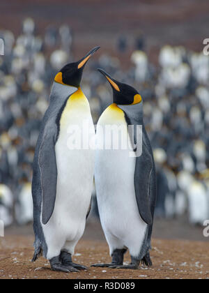 Königspinguin (Aptenodytes patagonicus) auf den Falkland-inseln im Südatlantik. Stockfoto